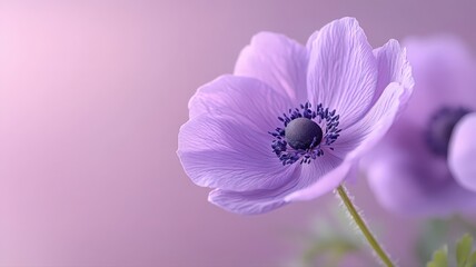 Naklejka premium Delicate Light Purple Anemone Flowers on Soft Pink Background