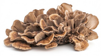 Fototapeta premium A Maitake mushroom, also known as Grifola frondosa, isolated on a white background.