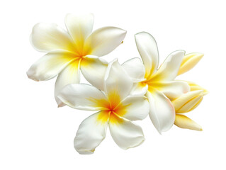 Fototapeta premium Isolated Trio of White Frangipani Flowers with Yellow Centers