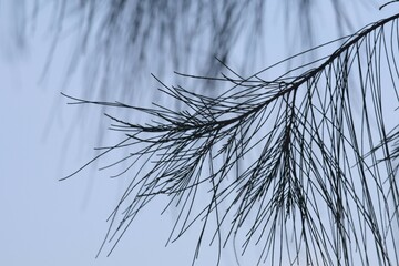 dry grass on a white background