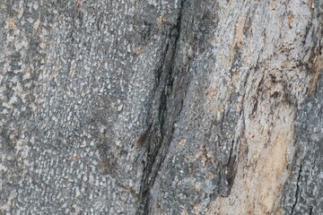 old wood texture background