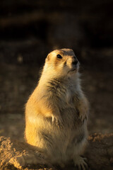 prairie dog looking at you