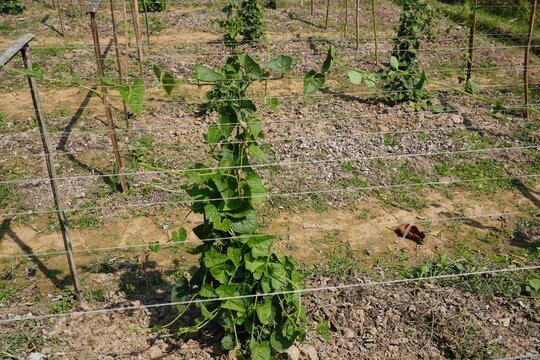 Bean plant is growing seperately along a support structure of wire strung between posts