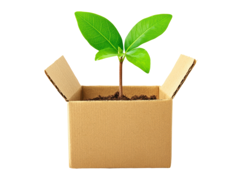 Isolated Sprout in Cardboard Box with Opened Flaps