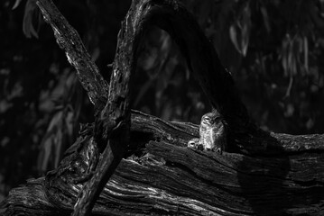 A shot of owls on a dead tree in the forest