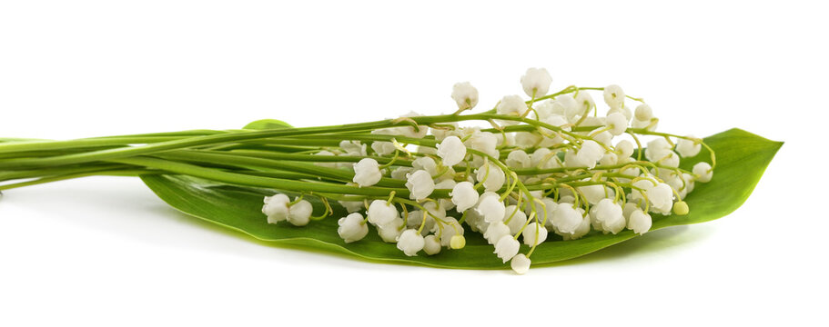 A bouquet of white lilies of the valley.