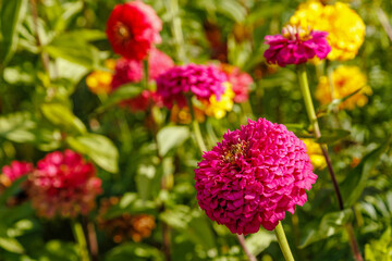 Vibrant Pink Zinnia Flower in Full Bloom