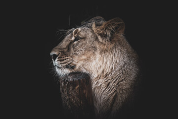 portrait of a lion
