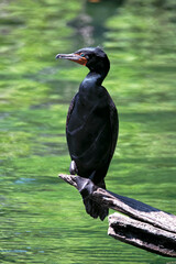 A black cormorant bird stands gracefully on a log over calm waters, embodying a moment of tranquility and the beauty of wildlife in its natural habitat.