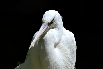 This striking image captures a majestic white heron standing gracefully against a dark background, showcasing its elegance and poise in nature's beauty and tranquility.