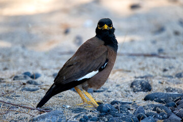 This striking bird, with a glossy black and brown appearance, showcases vibrant yellow accents while standing gracefully on the ground amidst a natural backdrop.