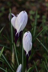 Close-up of purple and white blossoms of &ldquo;King of the striped&rdquo; Crocus in the flowerbed. Springtime flowers on selective focus