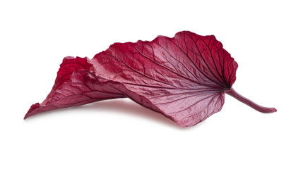 A leaf with a red and orange color