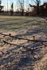 Cherry tree branches on winter season with many brown buds . Prunus avium in the italian countryside