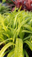 Obraz premium Vibrant Green Grass Blades with Dew Drops