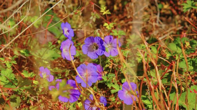 A close-up shot of the Meadow Cranesbill, or Geranium pratense, a vibrant wildflower known for its beautiful blue-purple flowers in full bloom.
