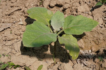 Brinjal seedling has been planted in the agricultural field in close up