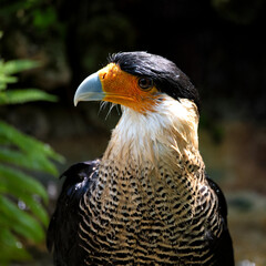 This beautiful bird, with its distinctive markings and vibrant colors, showcases nature's elegance, often seen in tropical regions, symbolizing freedom and grace.