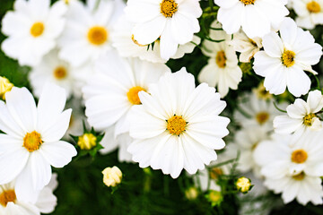 Fototapeta premium White Cosmos Flowers with Yellow Centers in Garden Bloom