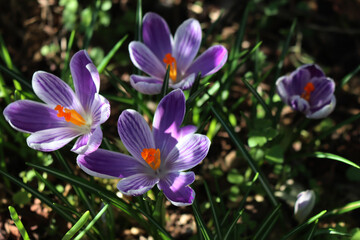 Flowering  purple and white blossoms of &ldquo;King of the striped&rdquo; Crocus in the flowerbed. Springtime flowers on selective focus