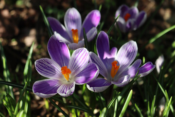 Flowering  purple and white blossoms of “King of the striped” Crocus in the flowerbed....