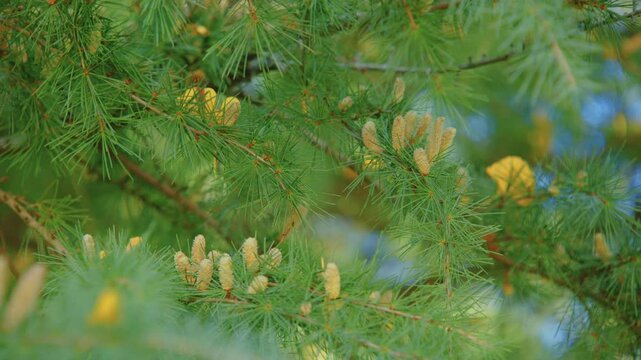 Footage showcasing the Olga Bay larch (Larix gmelinii var. olgensis) in its natural beauty at Planting Fields Arboretum, Oyster Bay, NY.