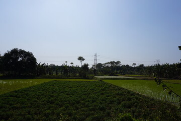 An agricultural land with different sections of vegetation, a line of trees is visible in the background, and a transmission tower can be seen further away