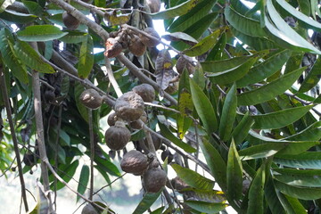 Cedrela montana or Cedrela fissilis branches are full with fruits and leaves