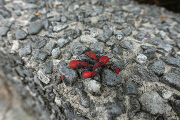 Red cotton stainer.