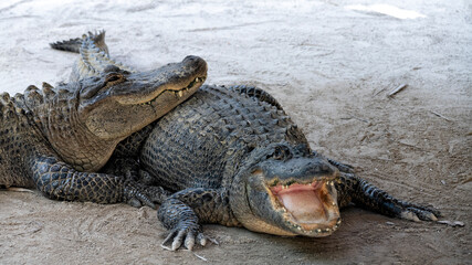 A captivating image of two crocodiles resting in the warm sunlight, displaying their powerful forms...