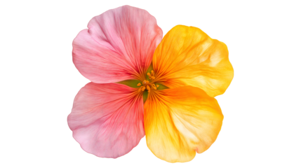 A flower with a pink and orange center and white petals