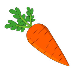 Cartoon Orange Fresh Carrot Vectors Illustration