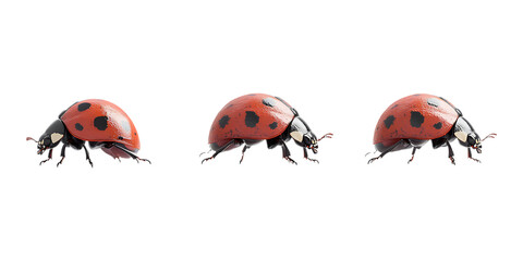 Pack Ladybug Set Against Transparent Background for Nature Branding, Insect Promotion, or Wildlife Design Projects