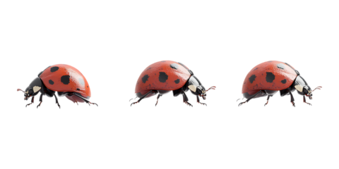Pack Ladybug Set Against Transparent Background for Nature Branding, Insect Promotion, or Wildlife Design Projects