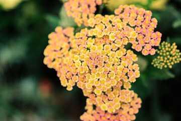Close-up of Pink and Yellow Achillea Flowers © Bossa Art