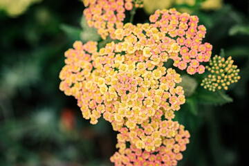 Close-up of Pink and Yellow Achillea Flowers © Bossa Art
