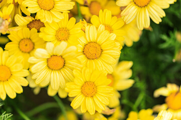 Bright Yellow Golden Marguerite Flowers in Bloom