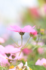 Fototapeta premium Graceful Pink Cosmos Flower in a Dreamy Meadow