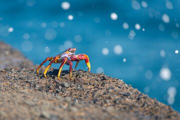 crab on the beach