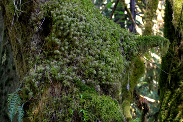 An enchanting image of lush green moss covering tree bark showcases nature's beauty and its ability to create captivating textures that invite a sense of tranquility and harmony.