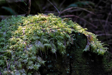 This serene image showcases a verdant forest floor adorned with lush moss, creating a peaceful...