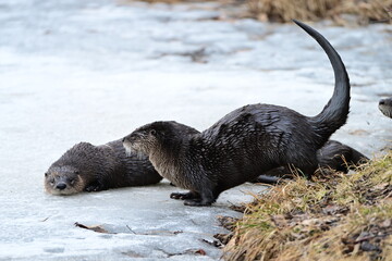 Two River Otters on Ice Lake