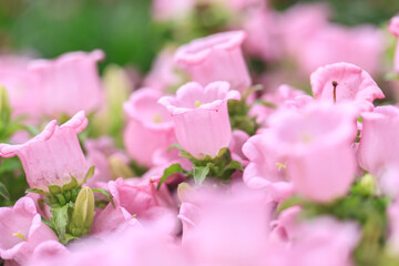 Soft Pink Bellflowers in Full Bloom
