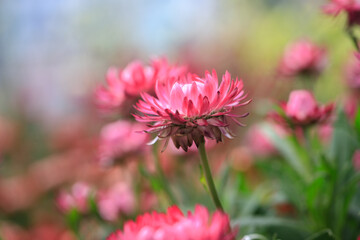 Obraz premium Radiant Pink Strawflower in Natural Light Garden