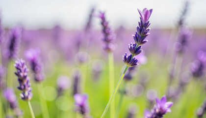 Obraz premium Single lavender plant in soft focus under bright sky, nature's beauty