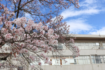 学校と桜、入学式