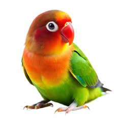 love bird isolated on white