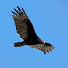 A stunning turkey vulture gliding effortlessly through the bright blue sky, showcasing its impressive wingspan and distinctive features. Nature’s beauty captured in flight.