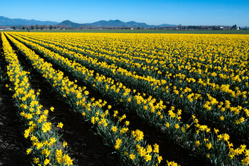 Fototapeta premium A stunning view of endless yellow daffodils spread across a field under the clear blue sky, showcasing the beauty of nature and the essence of spring in full bloom.