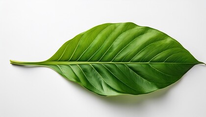 Obraz premium green leaves on white background